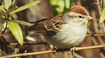 chirpping sparrow