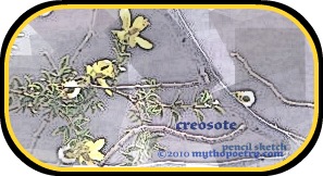 creosote bush